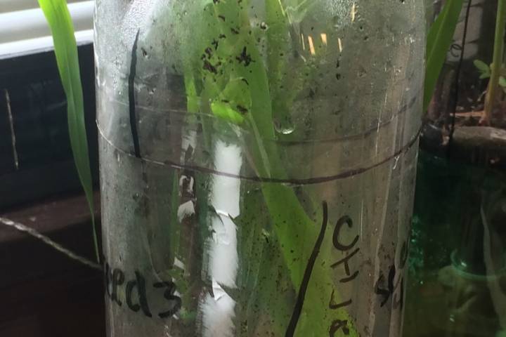 Ecology comes to life with eco‑columns