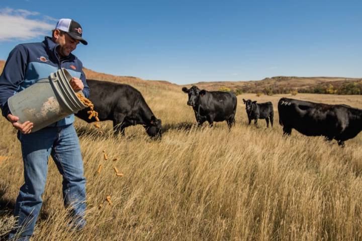 Ethanol “left-overs” benefit animals and environment