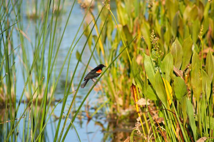 Fall workshop will visit Ohio estuary