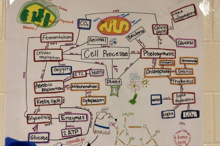 Fermentation factories and concept maps