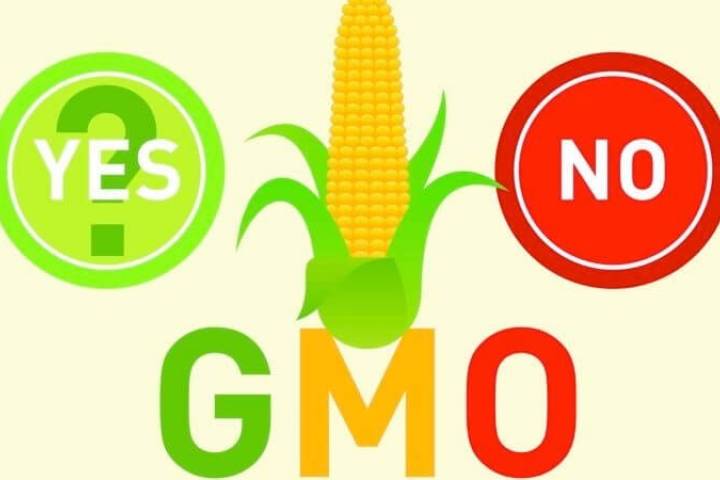 New gene-editing technique eliminates GMO ‘delivery vehicle’ for CRISPR crops