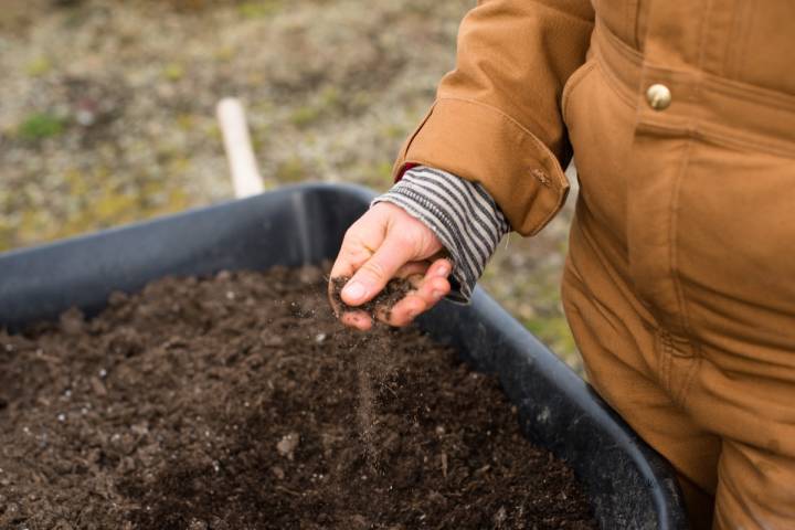 Soil microbes and hybrid vigor