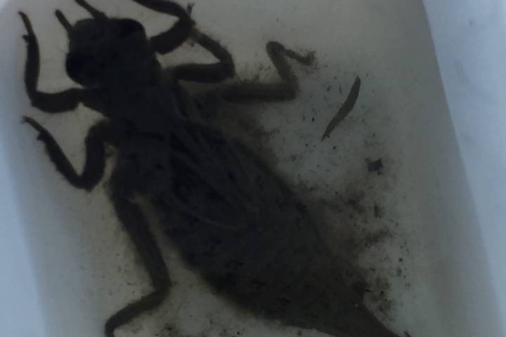 Studying macro invertebrates in ponds and streams to check water quality