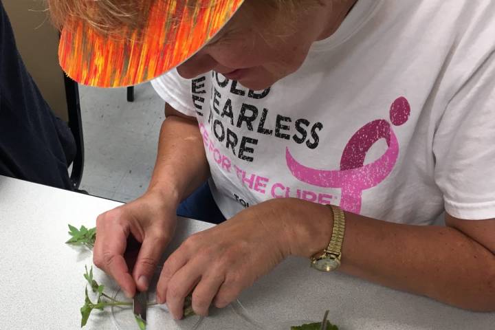 Vegetable grafting at Tech in Ag workshop