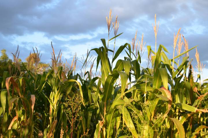 Ohio corn is used for more than food
